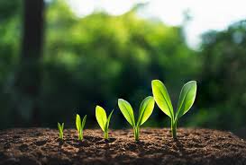 An image showing growing plants to show the growth of holiday rental management