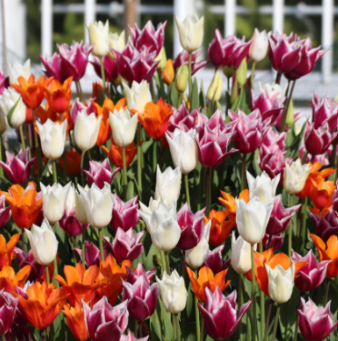 An image of Arundel Tulip Festival